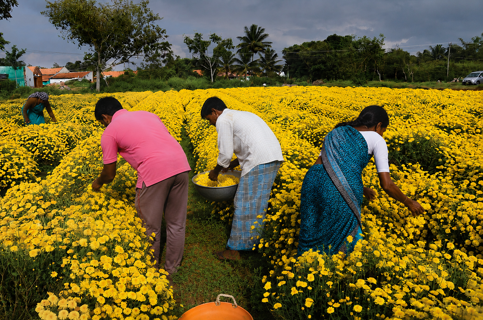 Workers harvesting marigold flowers in a field